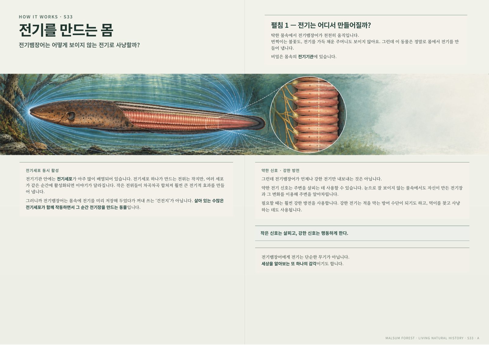 전기뱀장어의 전기기관과 전기세포 배열을 보여주는 페이지