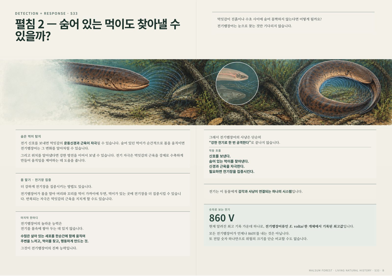 숨어 있는 먹이를 탐지하는 전기뱀장어의 행동을 보여주는 페이지