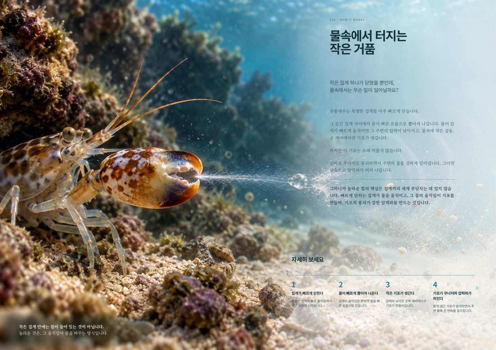 물속에서 터지는 작은 거품 — 권총새우의 기포와 압력파를 보여주는 페이지